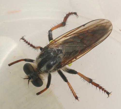 Réf. 326 488 : Heteropogon timondavidi